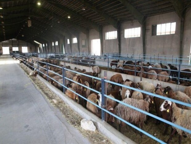 از هشدار کمبود قریب الوقوع گوشت تا افزایش سرسام آور قیمت مرغ از هشدار کمبود قریب الوقوع گوشت تا افزایش سرسام آور قیمت مرغ