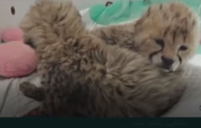 نماینده مجلس: پاسخهای محیط زیست درباره مرگ تولهیوزها قانع کننده نبود نماینده مجلس: پاسخهای محیط زیست درباره مرگ تولهیوزها قانع کننده نبود