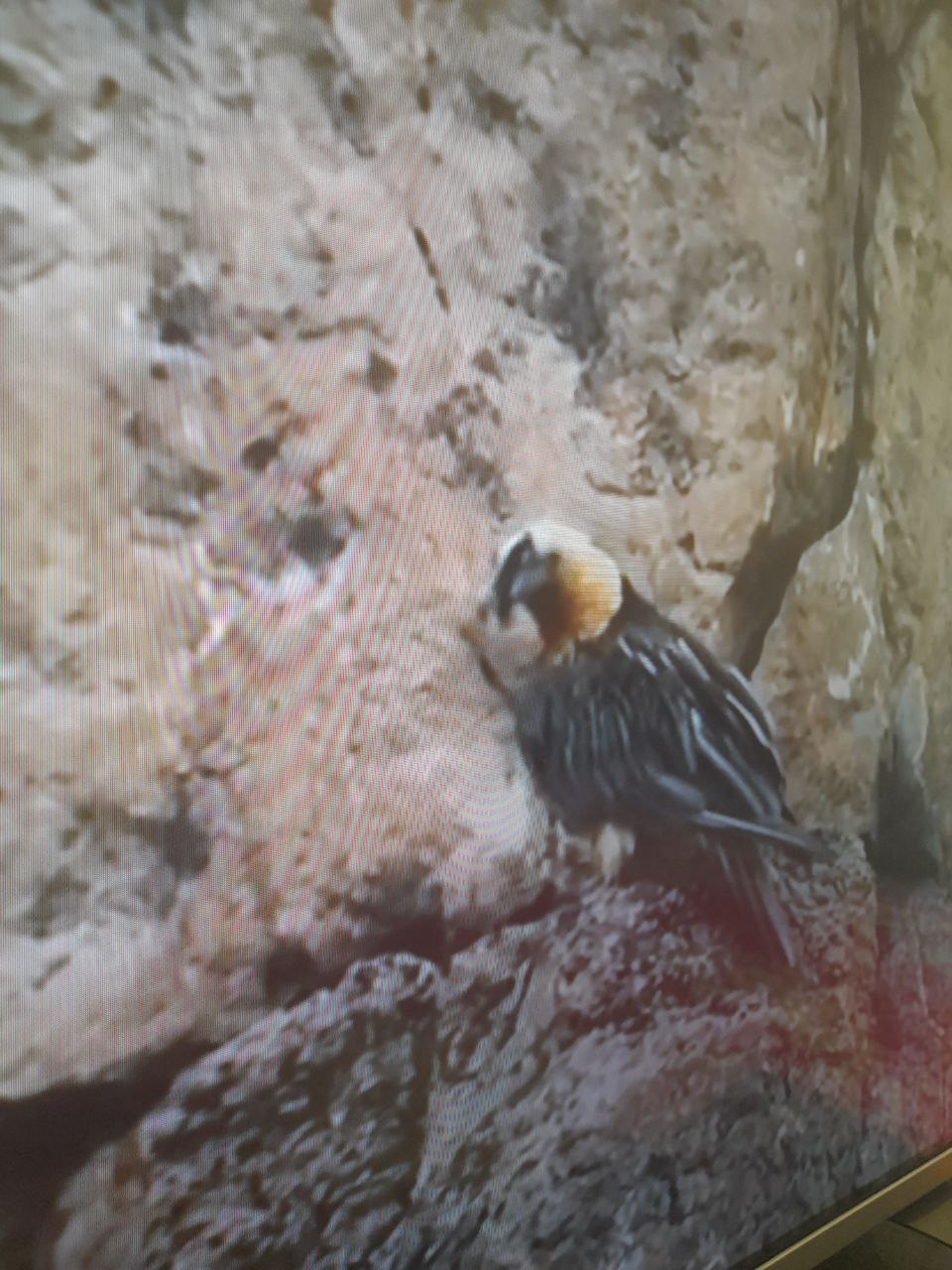 همای سعادت  در اطراف تهران دیده شد