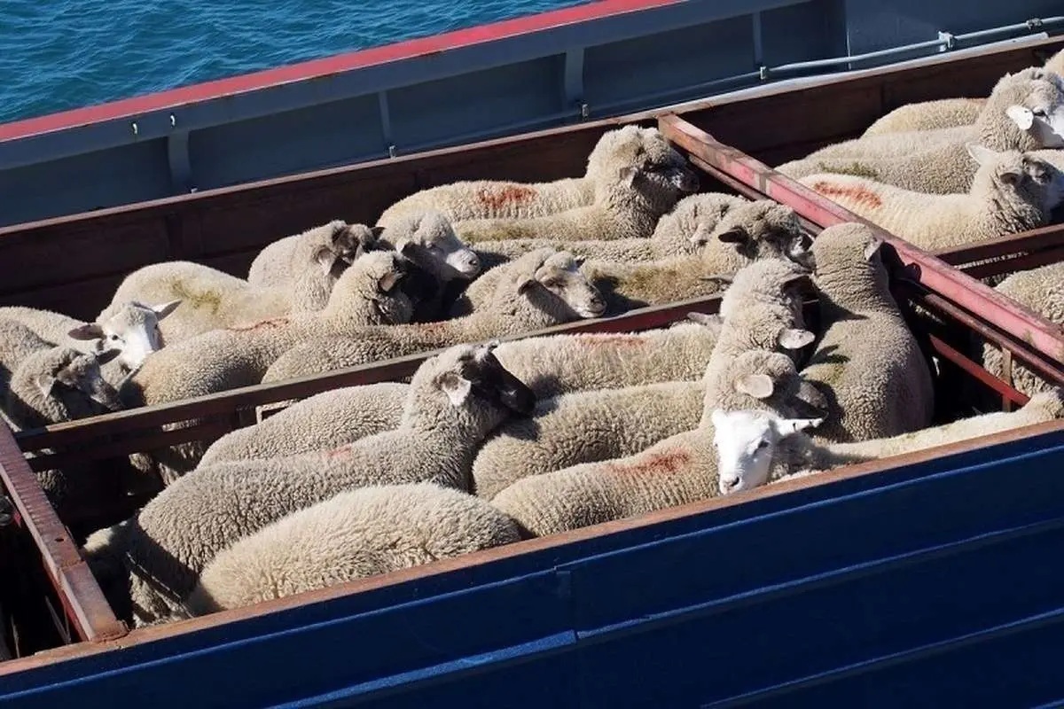 ماجرای خرید گوسفند با کارت ملی چیست؟ ماجرای خرید گوسفند با کارت ملی چیست؟