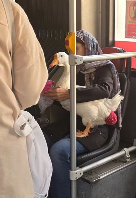 تصویر مسافر غیرمنتظره اتوبوس تندروی تهران