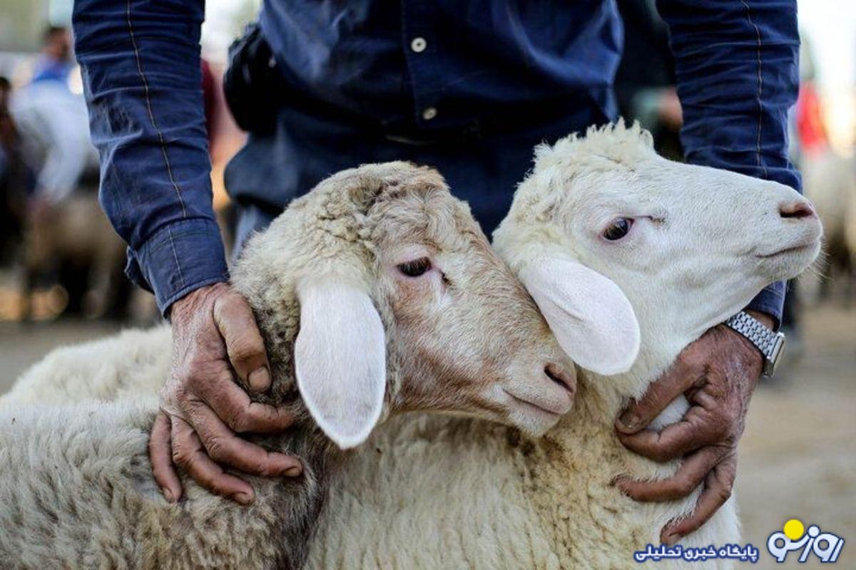 گوشت ارزان شد گوشت ارزان شد