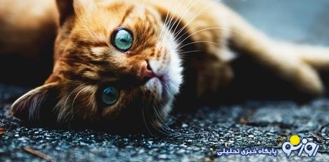 جزئیات یک پرونده عجیب در اصفهان / یکسال حبس و 24 میلیون تومان جریمه؛ مجازاتِ نگهداری گربه و تقدیم استشهادیه به دادستان! جزئیات یک پرونده عجیب در اصفهان / یکسال حبس و 24 میلیون تومان جریمه؛ مجازاتِ نگهداری گربه و تقدیم استشهادیه به دادستان!