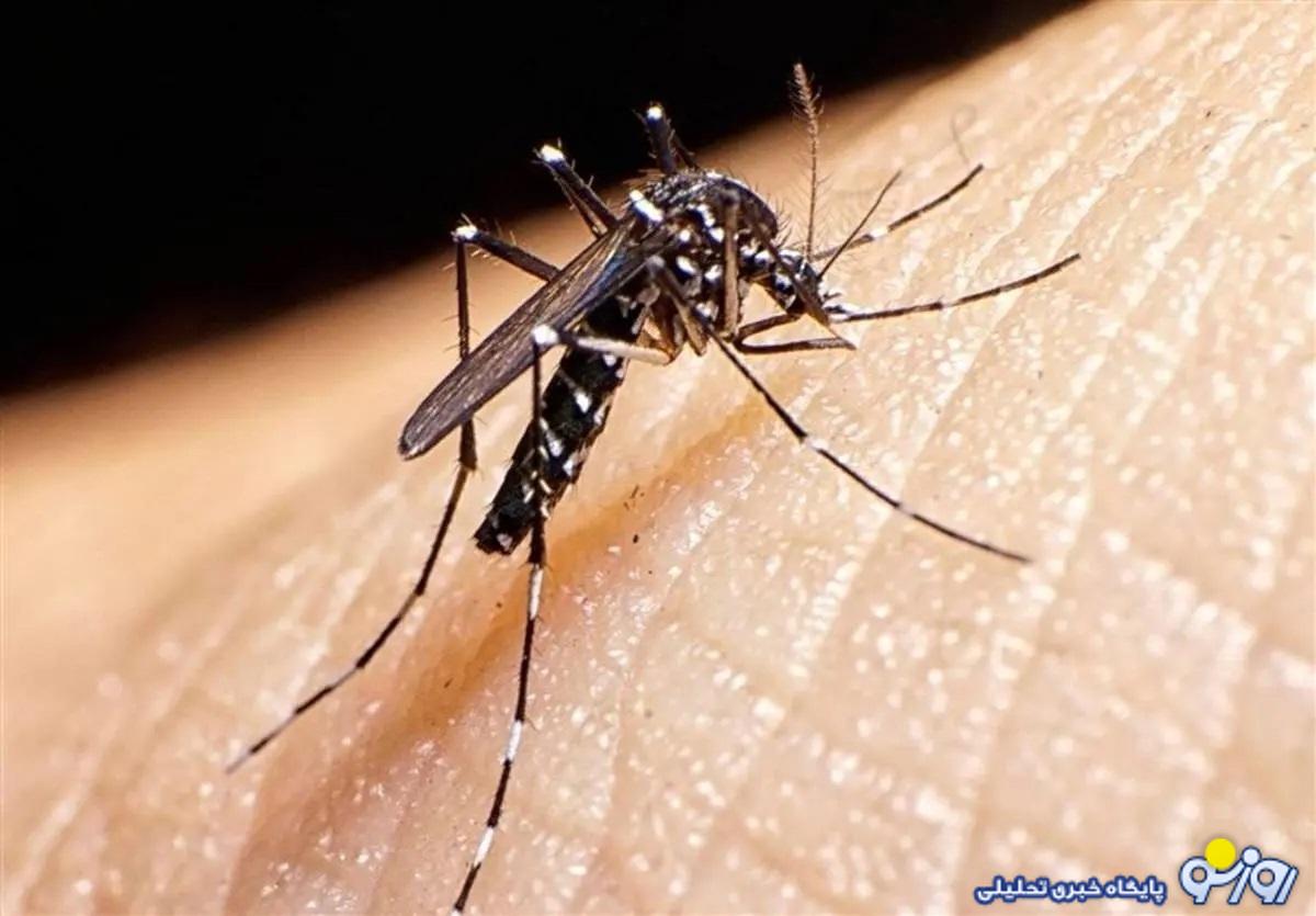 آخرین وضعیت تب دنگی در ایران؛ تعداد مبتلایان بیشتر شد آخرین وضعیت تب دنگی در ایران؛ تعداد مبتلایان بیشتر شد