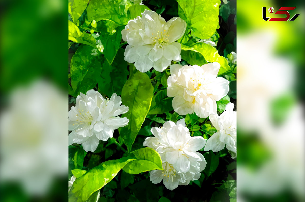 فال قهوه هندی دوکاپ + فیلم فال قهوه هندی دوکاپ + فیلم