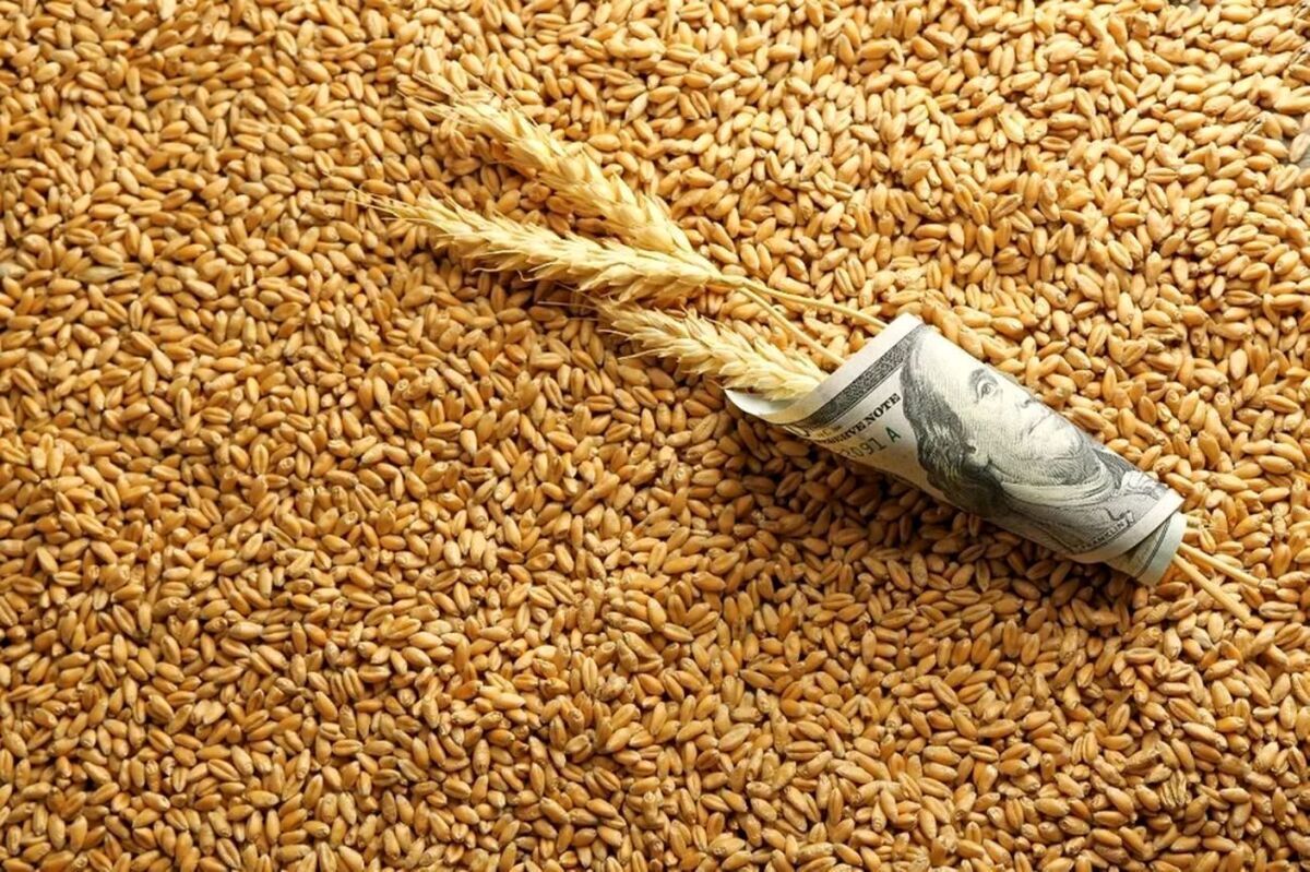 بازنگری در قیمت گندم/ منتظر گران شدن نان باشید بازنگری در قیمت گندم/ منتظر گران شدن نان باشید